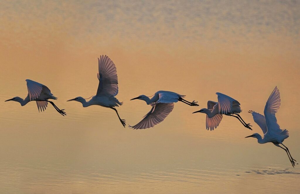 bird, wildlife, flight-3170895.jpg
